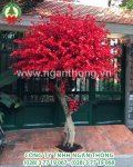 CÂY ĐÀO THÂN TRỤ (HOA ĐẸP - HOA NHIỀU ) CAO 4m.jpg