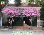 CÂY ĐÀO THÂN TRỤ (HOA THƯỜNG - HOA NHIỀU ) CAO 3.5m.jpg